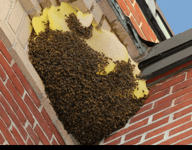A honeybee colony with exposed comb built into the corner of a brick wall