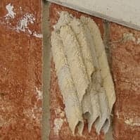 mud dauber nest