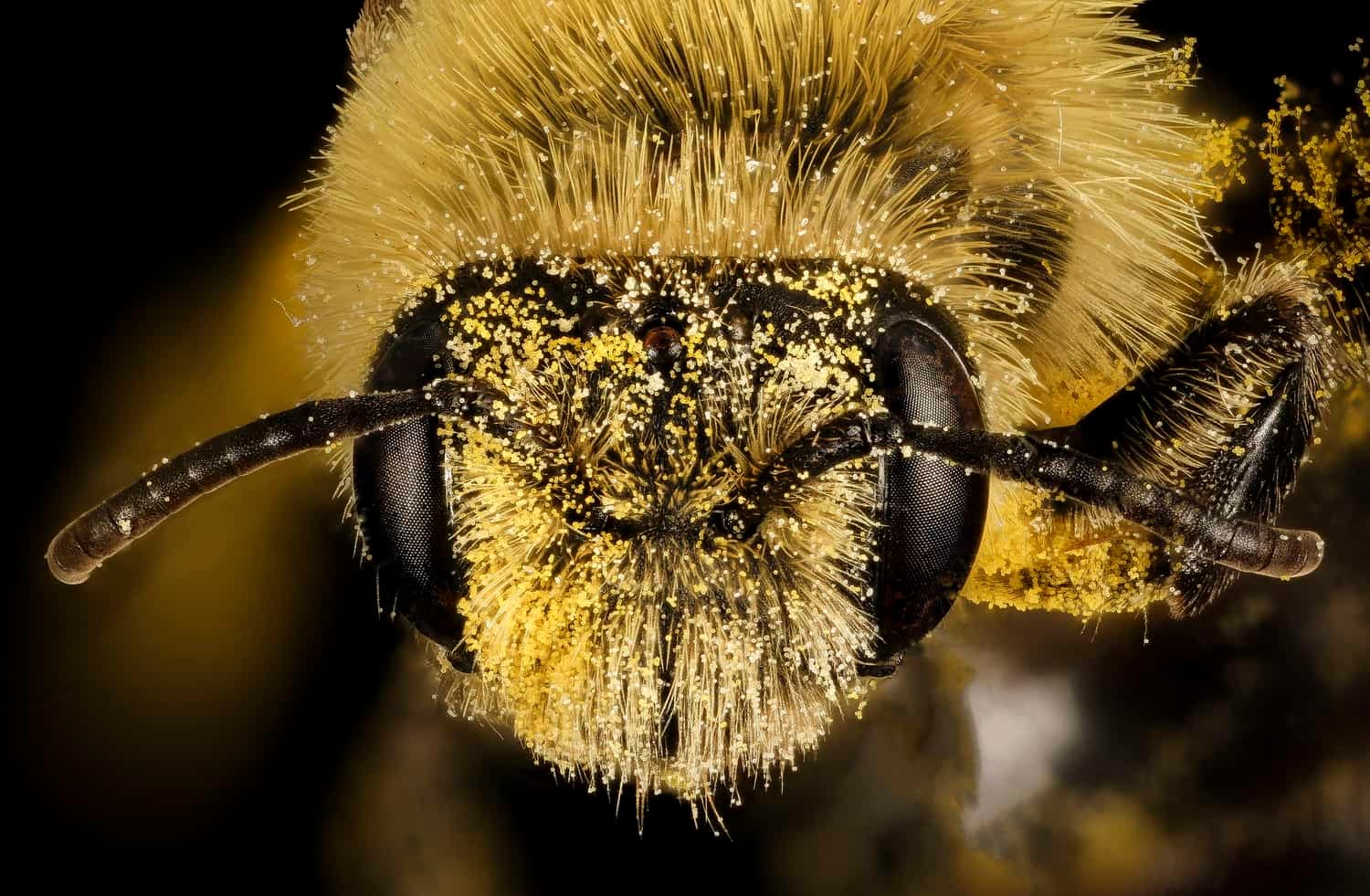 Close-up of a honeybee's head and eyes