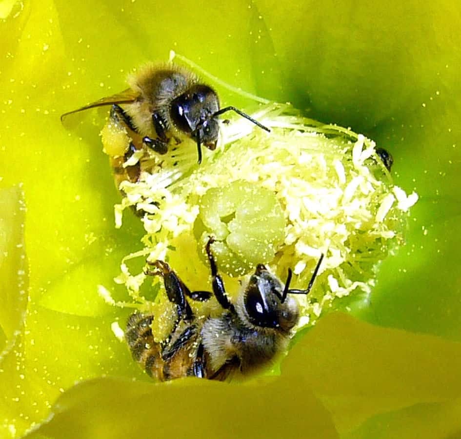 Two bees working a flower, dusted with pollen