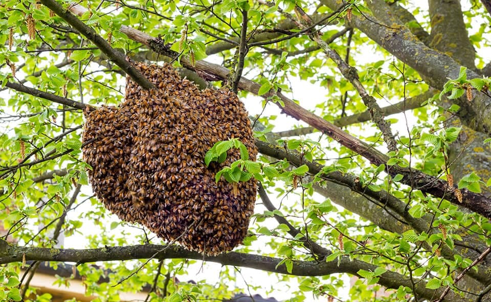 A honeybee swarm clustered on a branch in spring