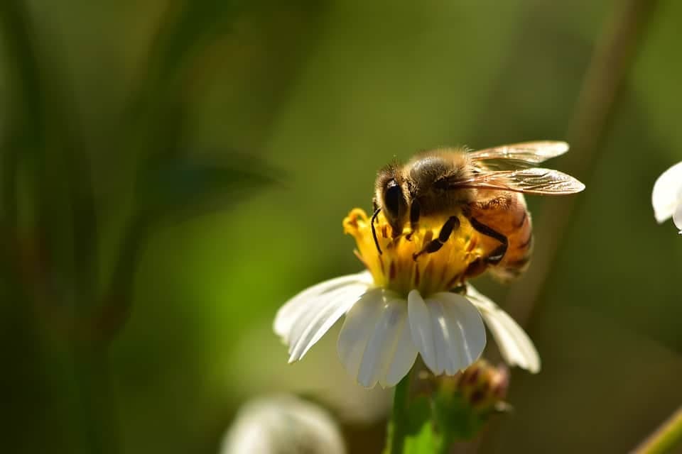 A honeybee feeding on a white daisy