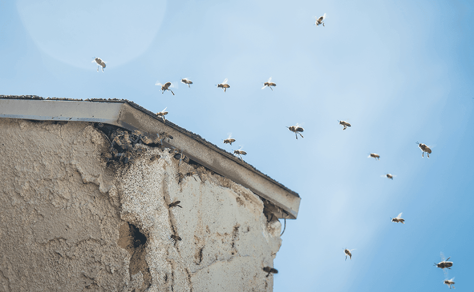 Honeybees flying around the eaves of a building