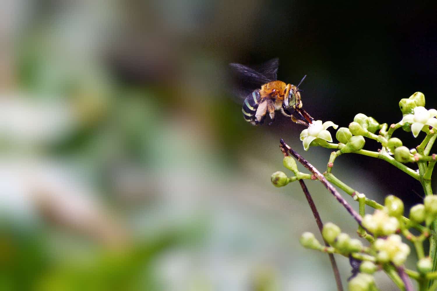 A scout bee in flight beside spring blossom