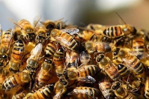 A dense mass of honeybees on comb