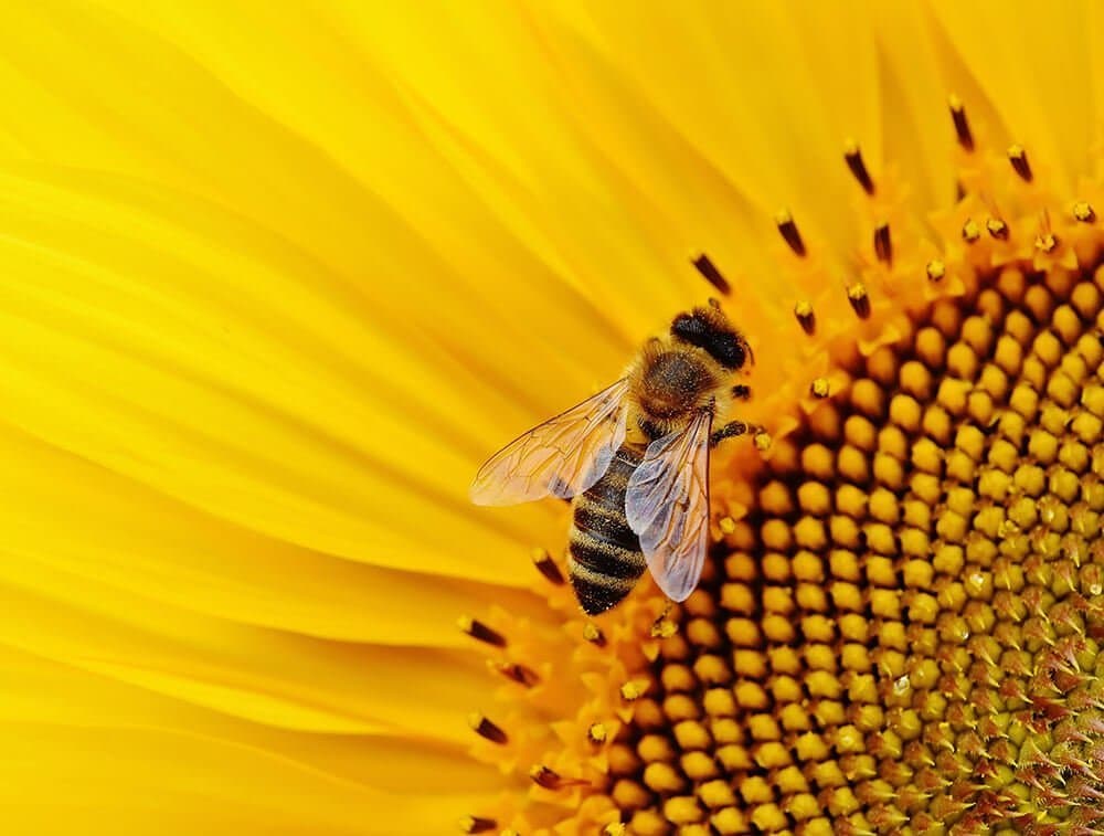 A honeybee on a sunflower