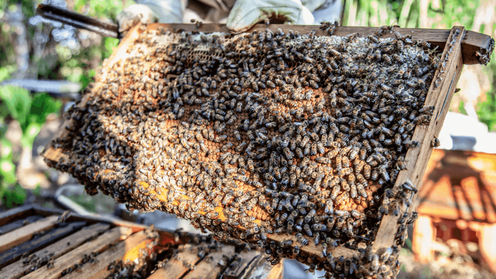 A swarm of bees covering natural comb