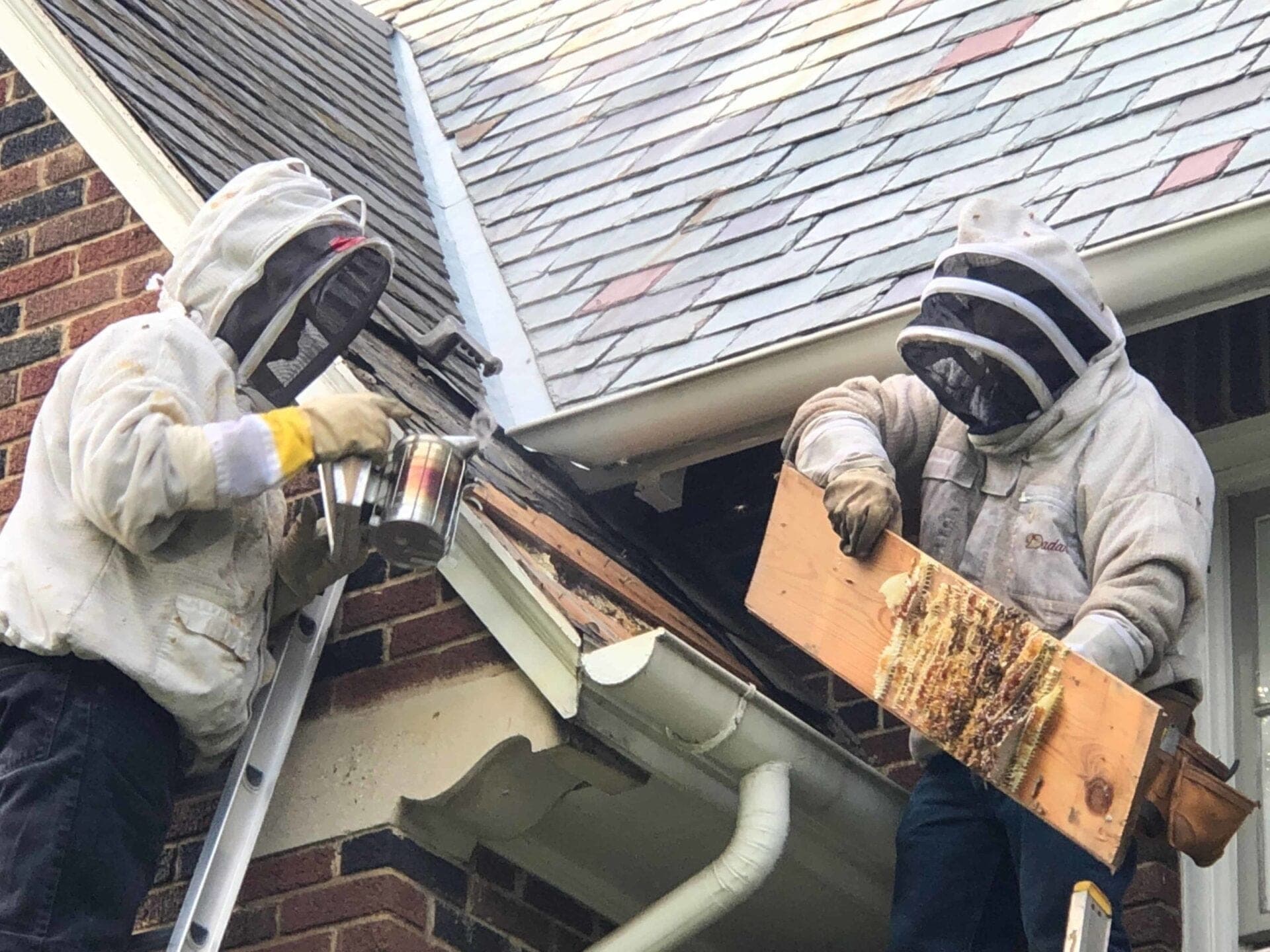 Beekeepers in protective suits removing a honeybee colony from a roofline