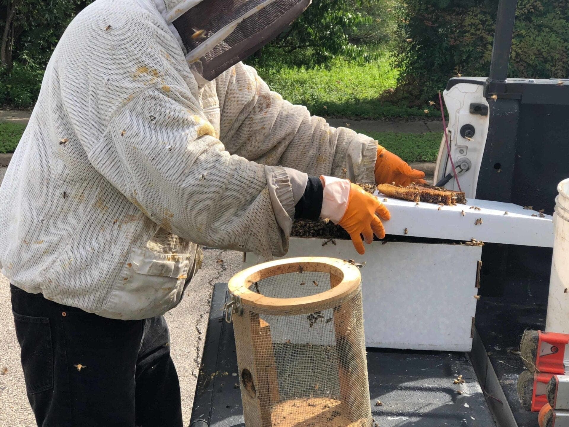 Beekeeper working salvaged comb into a hive box during a hive-out
