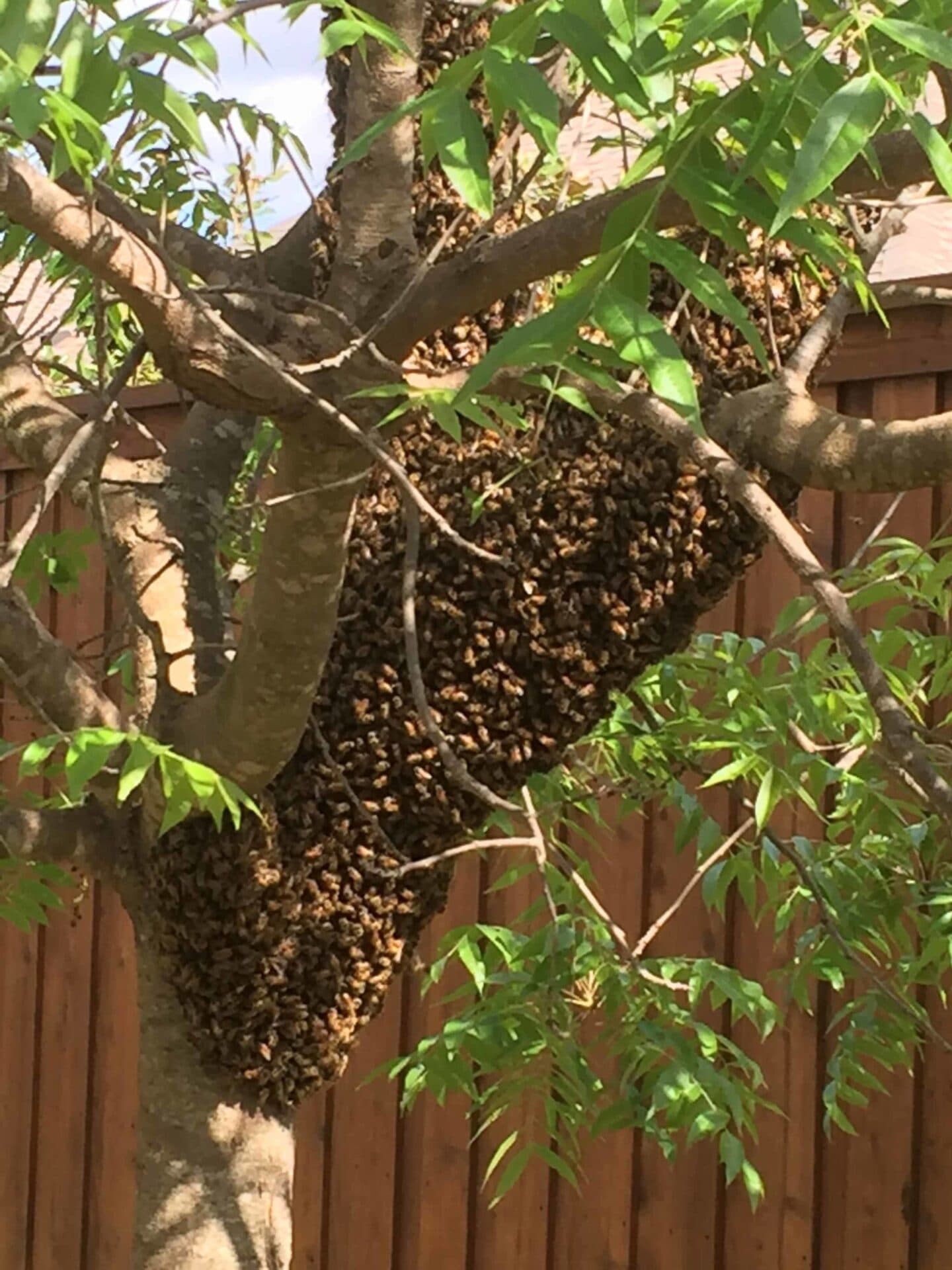 A large honeybee swarm clustered on a tree branch