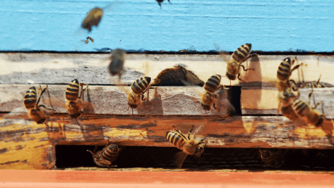 Honeybees at a hive entrance