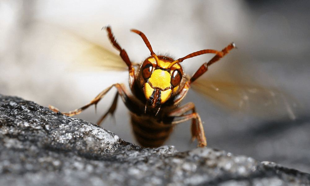 A large hornet on bark, facing the camera