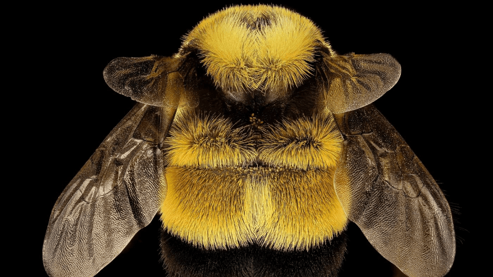 A large queen bee against a dark background
