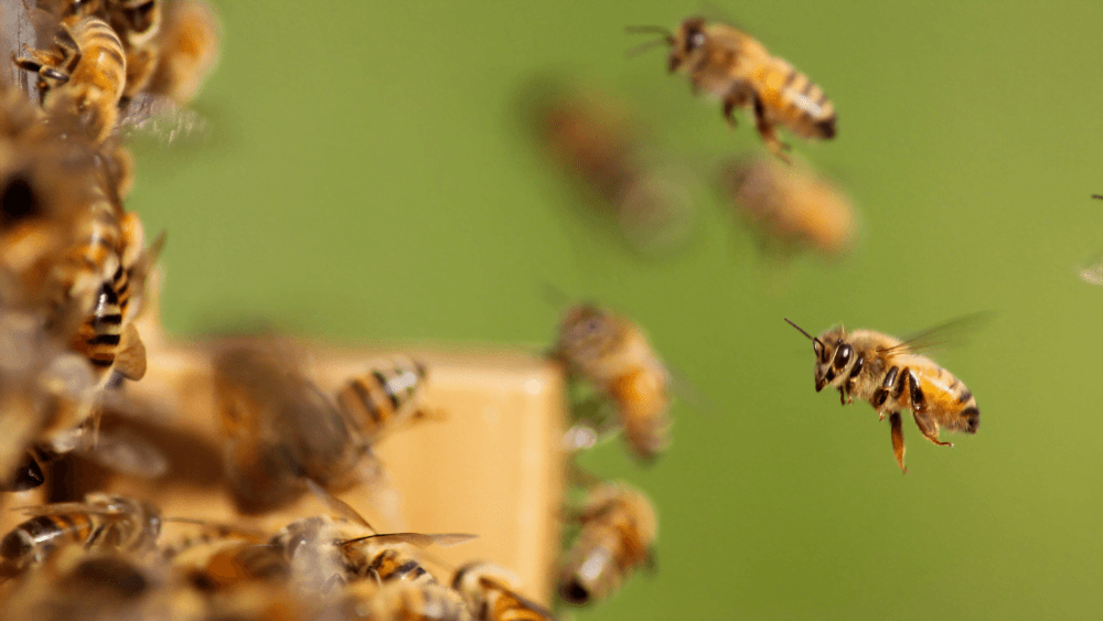 Worker bees flying at a hive entrance