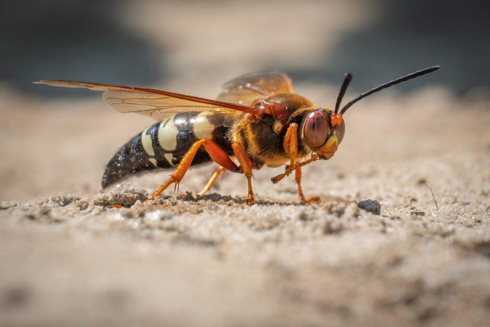 A cicada killer wasp on bare sandy ground