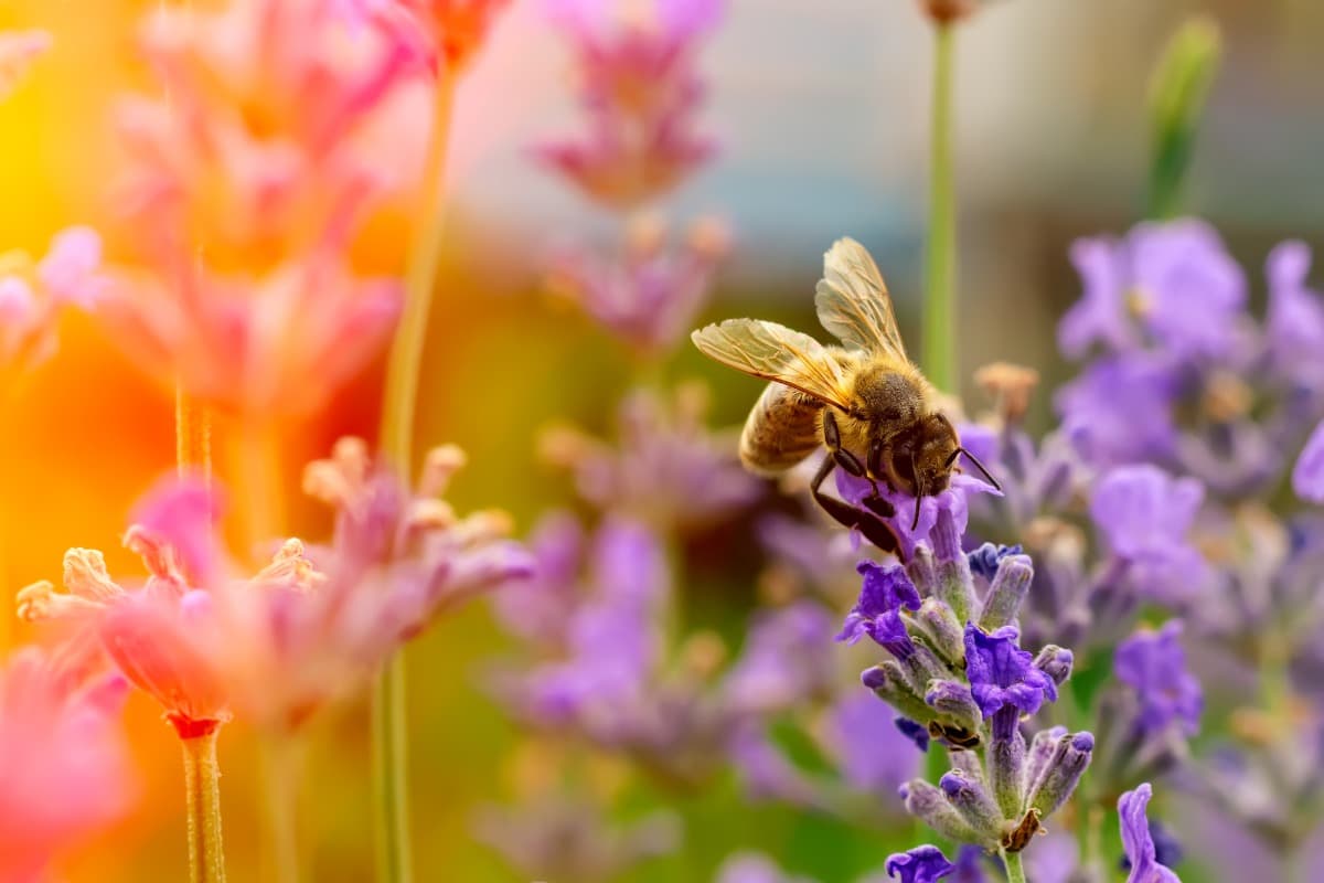 A honeybee feeding on lavender-coloured flowers