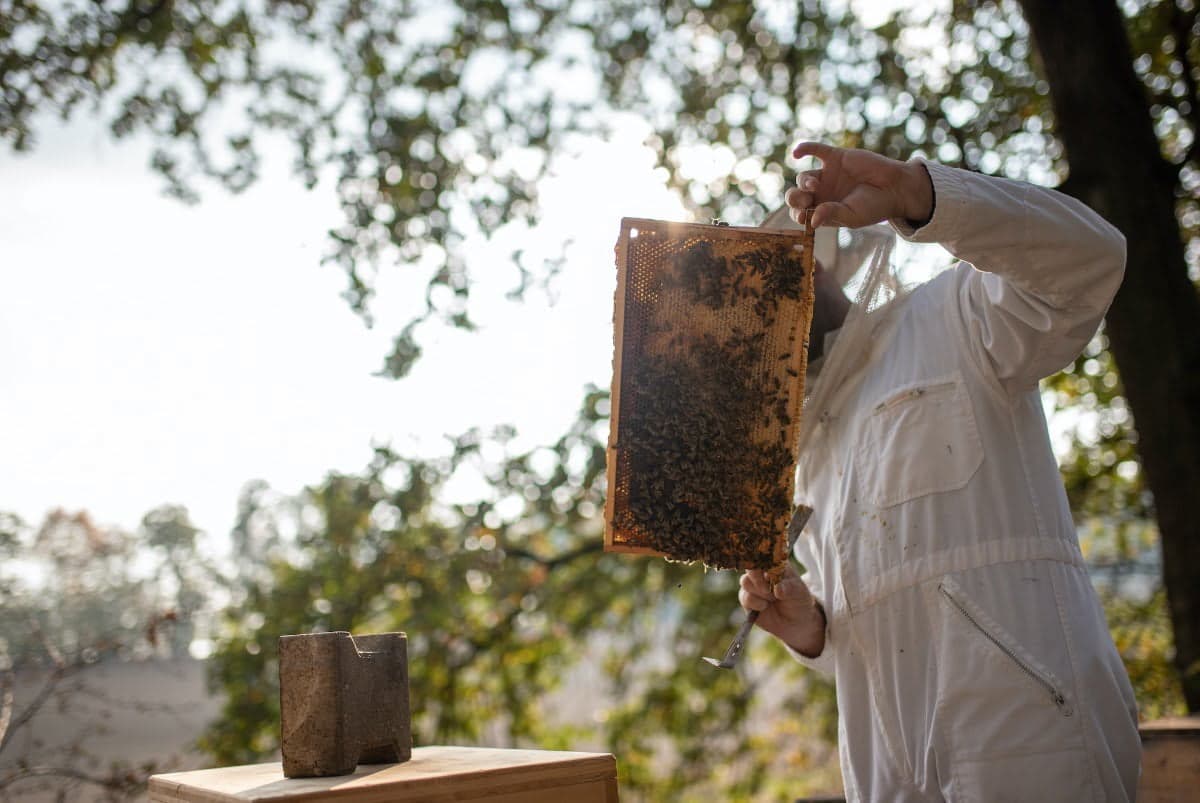 A beekeeper lifting a frame from a hive
