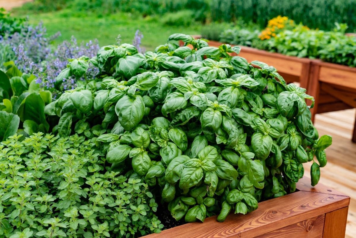 A raised bed of basil and other herbs