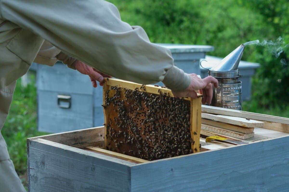 A beekeeper lifting frames from a hive box