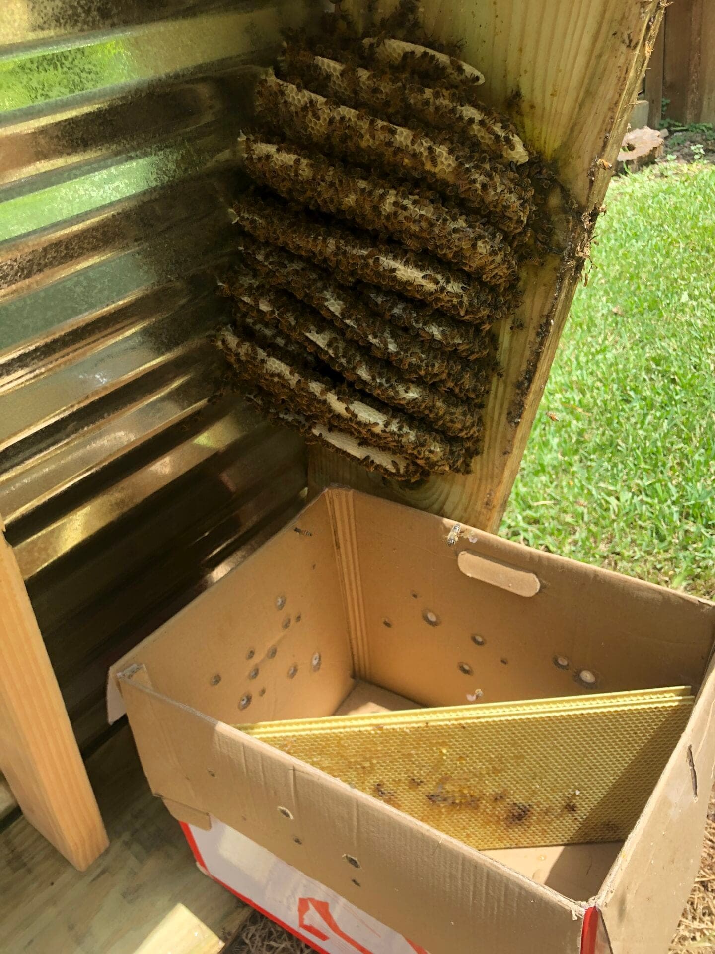 Honeycomb built inside a metal soffit, with a hive box set below to catch the colony