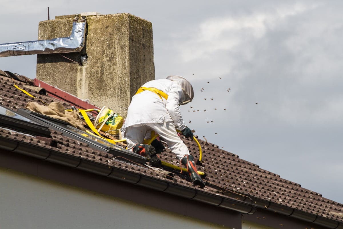A beekeeper removing a colony from a rooftop