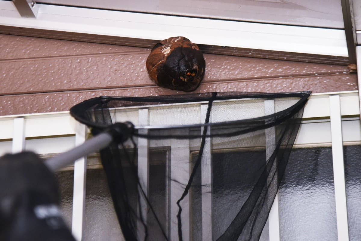 A wasp nest built under a roofline