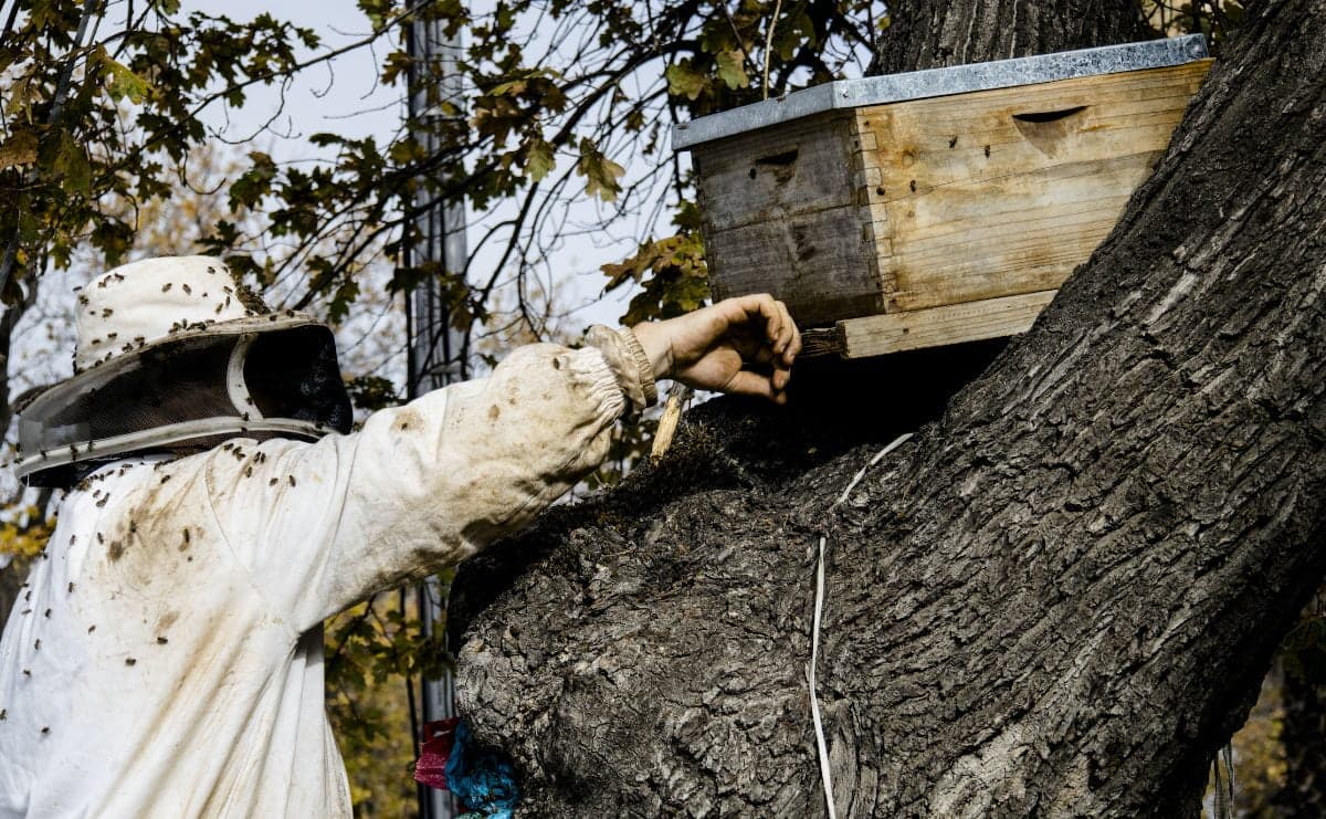 A beekeeper working a hive fixed to a tree