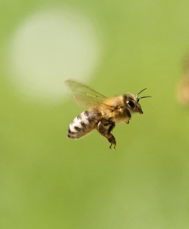 A honeybee in flight