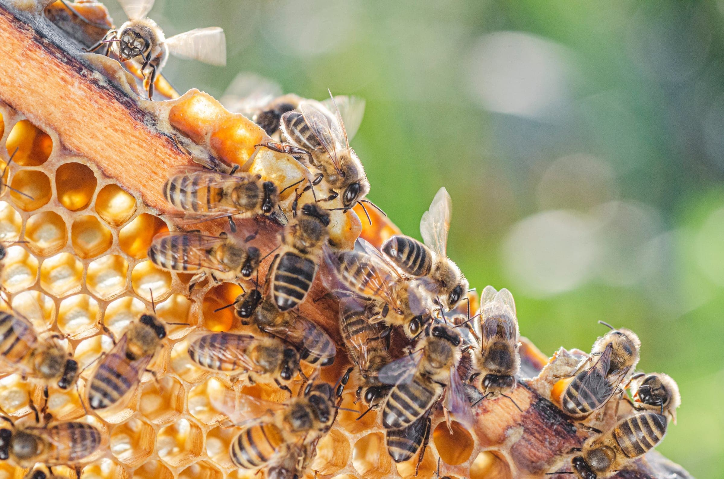 Honeybees on comb inside a hive