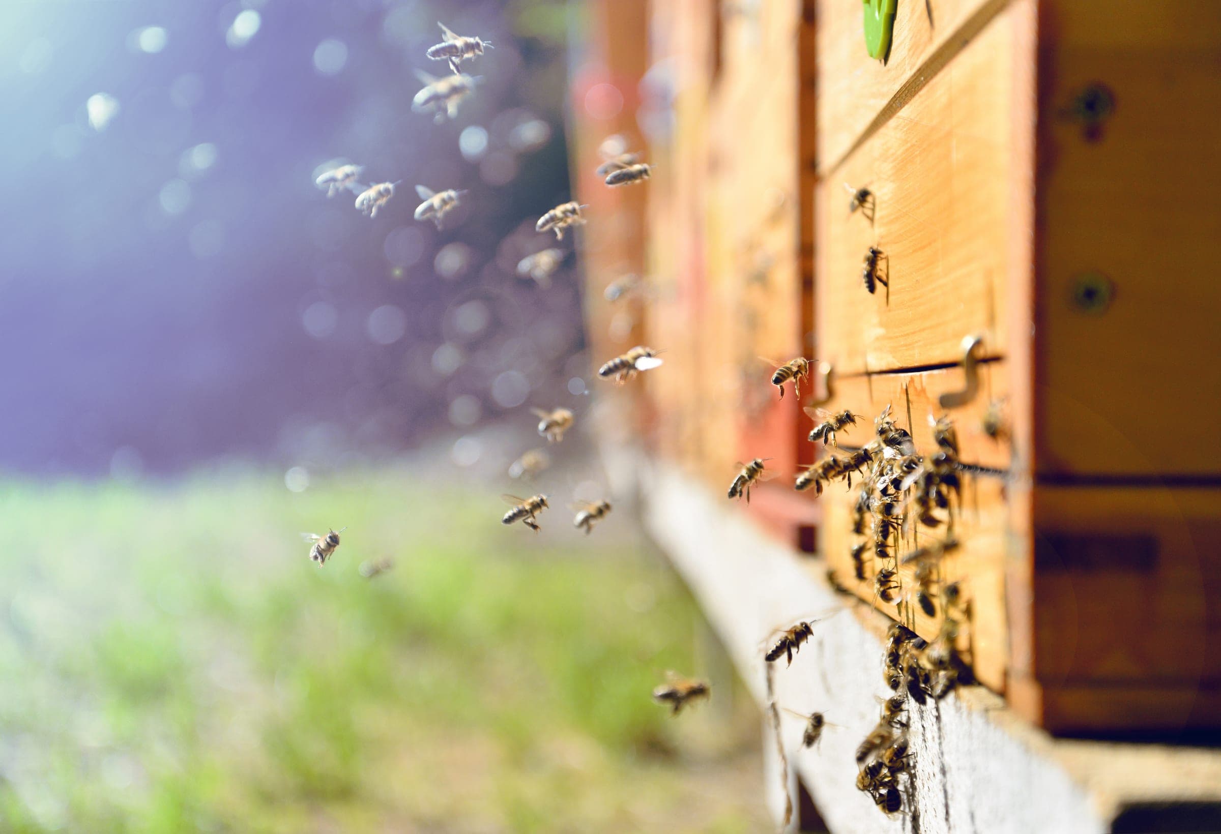 Bees flying at the entrances of painted hives