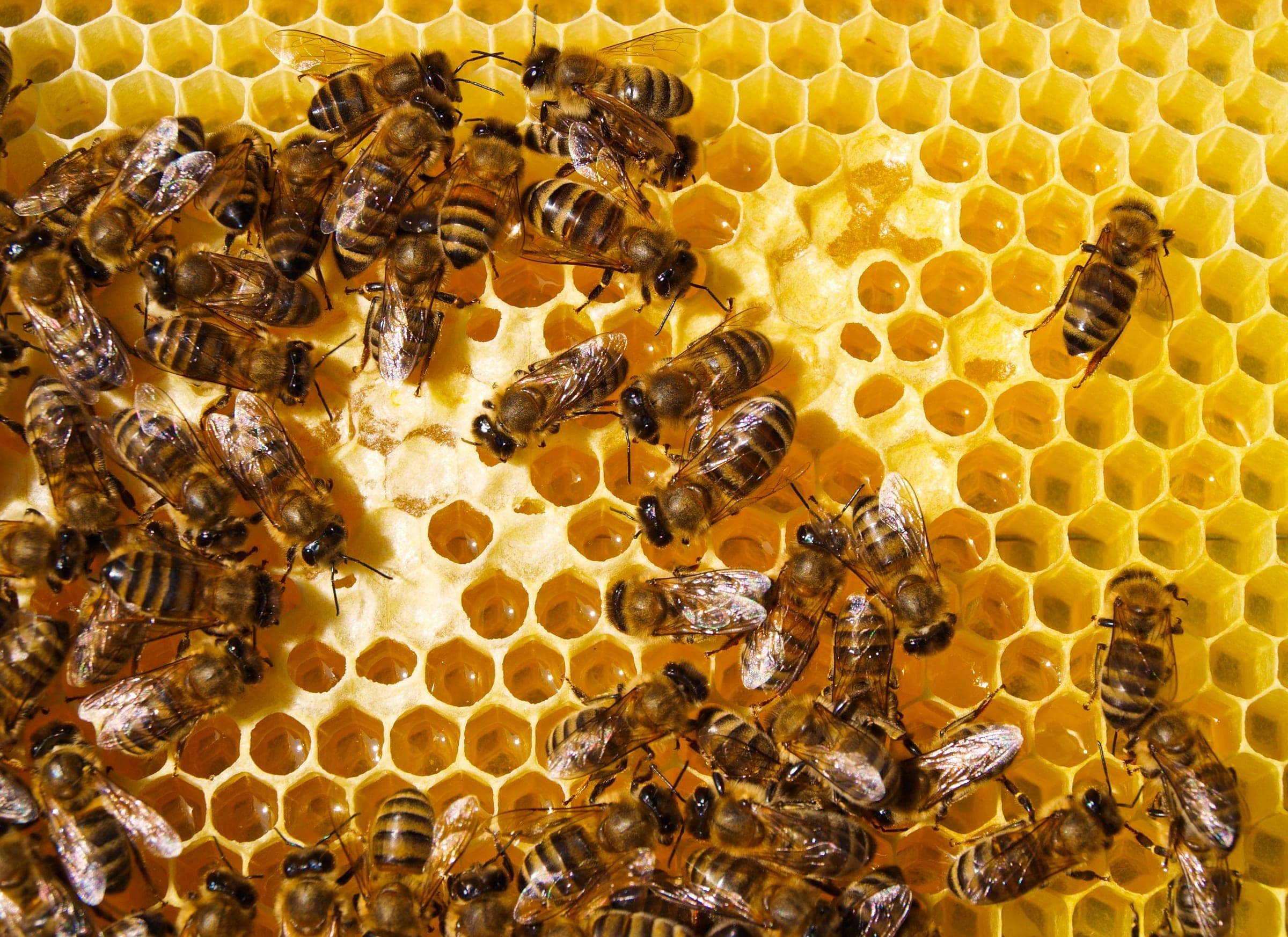 Honeybees working capped honeycomb