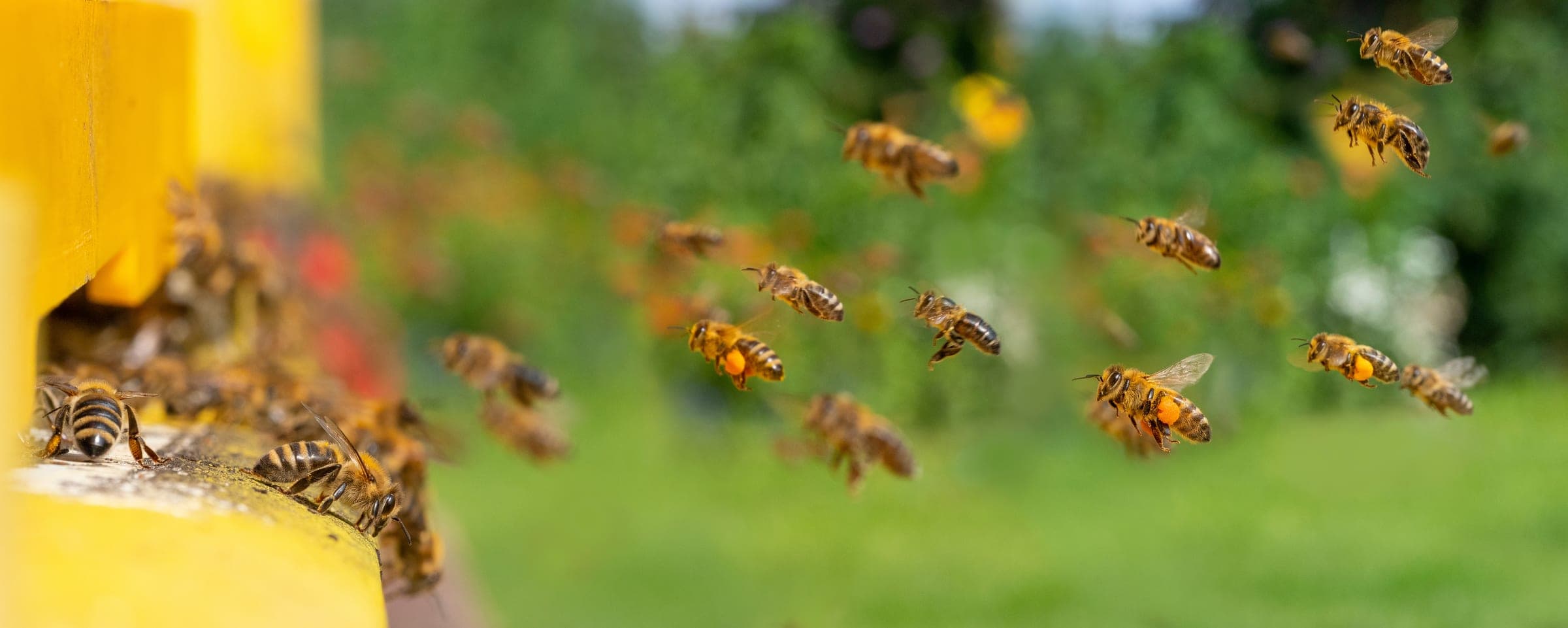 Honeybees in flight over a field