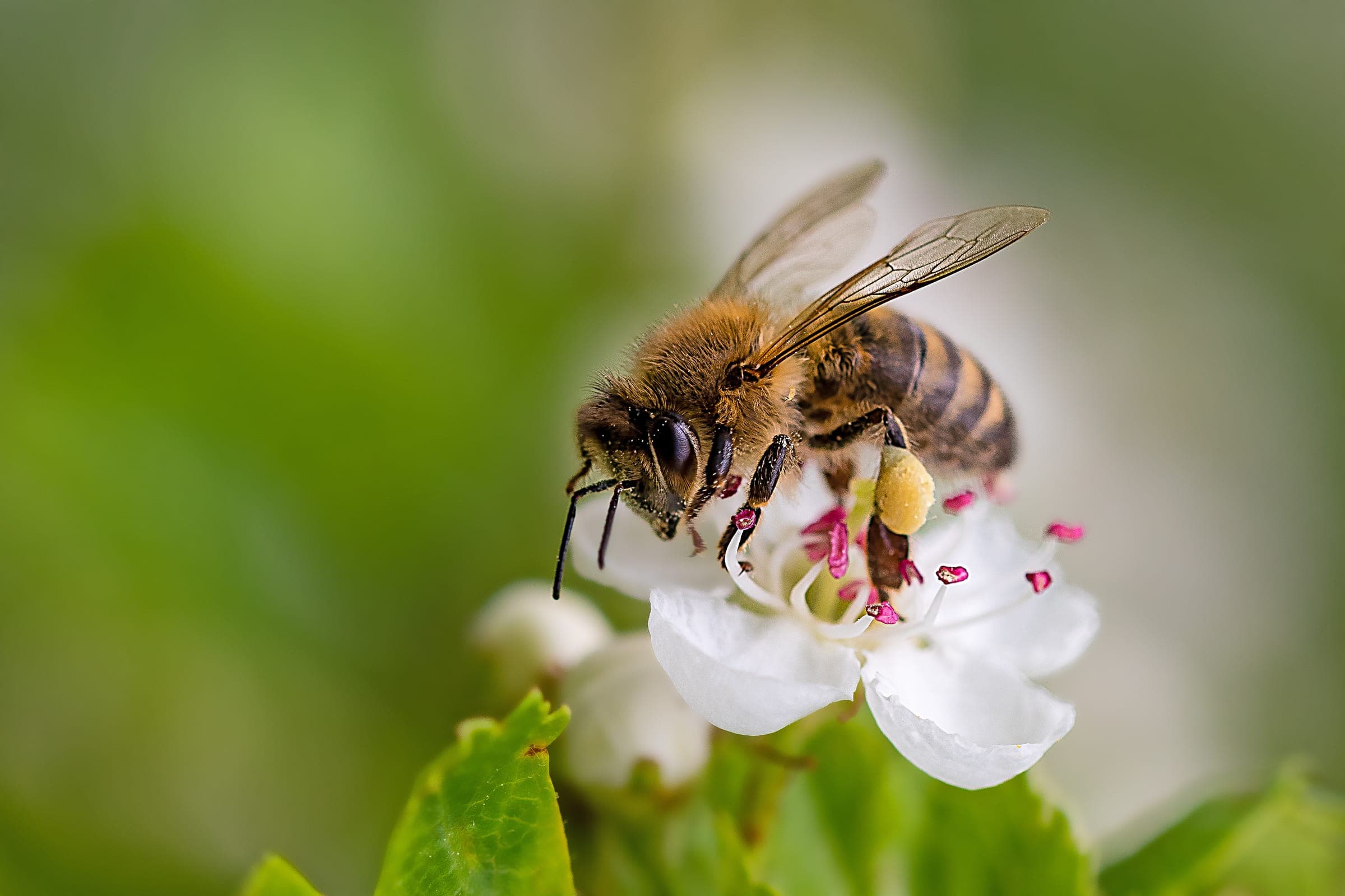A honeybee on white blossom