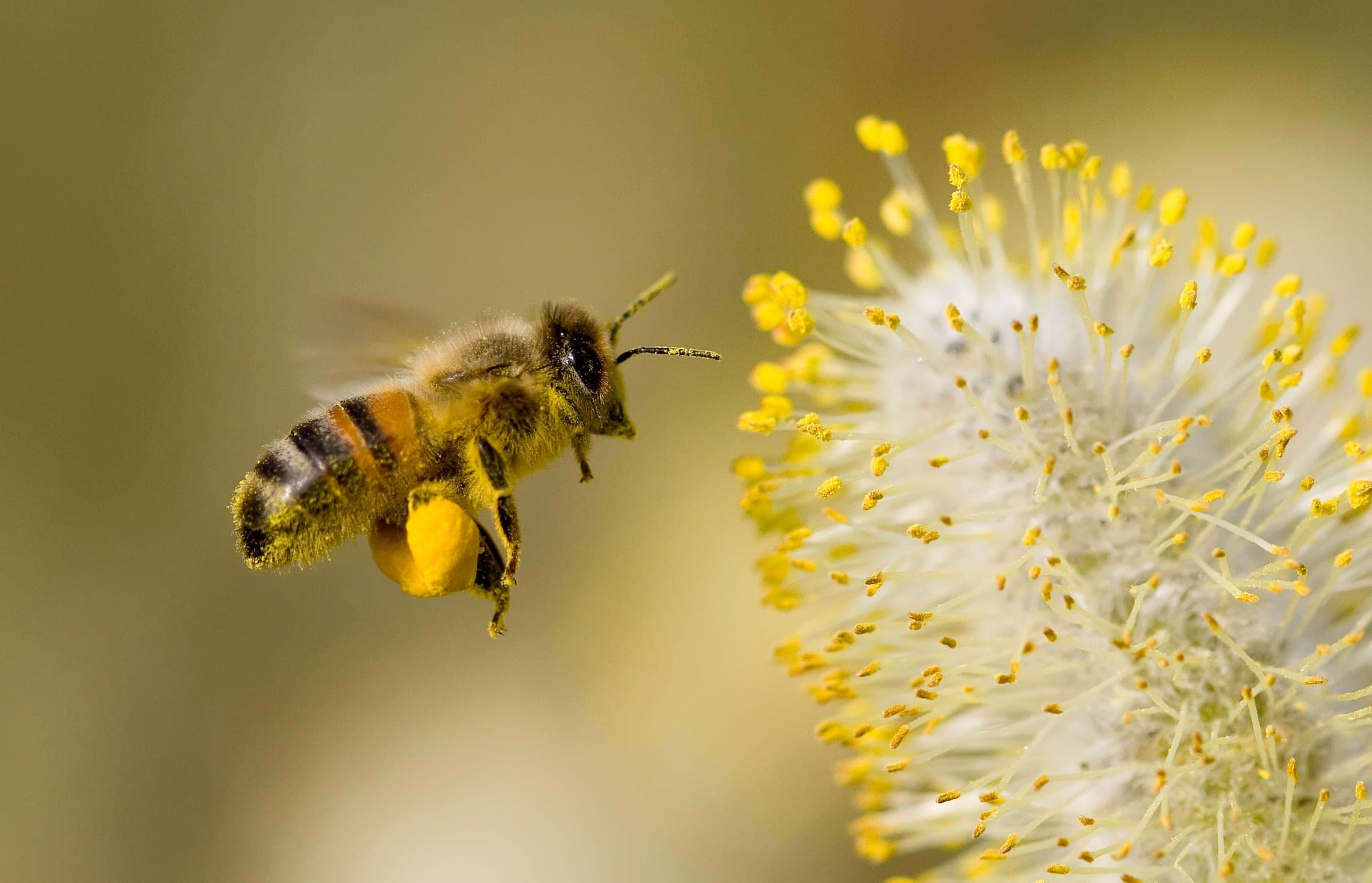A honeybee gathering pollen from a willow catkin