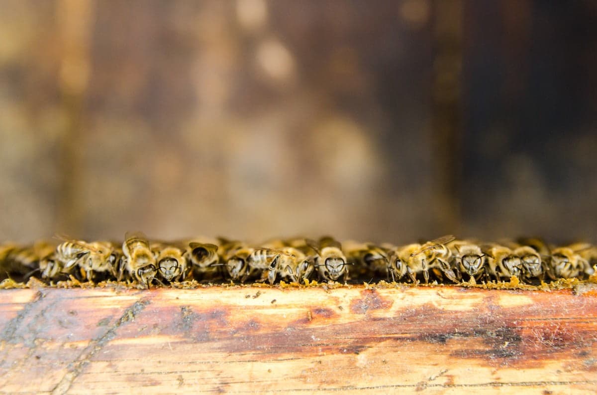Honeybees along the top bar of a hive frame