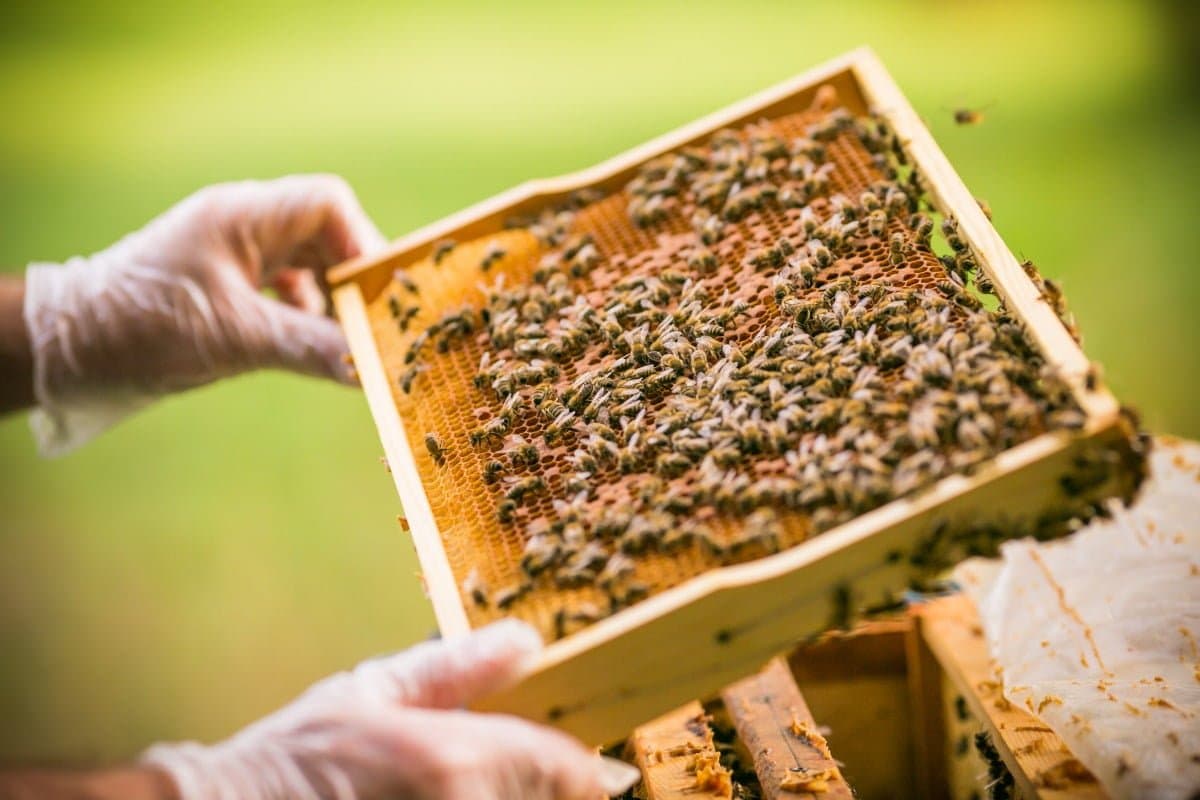 Beekeeper holding up a frame of bees for inspection