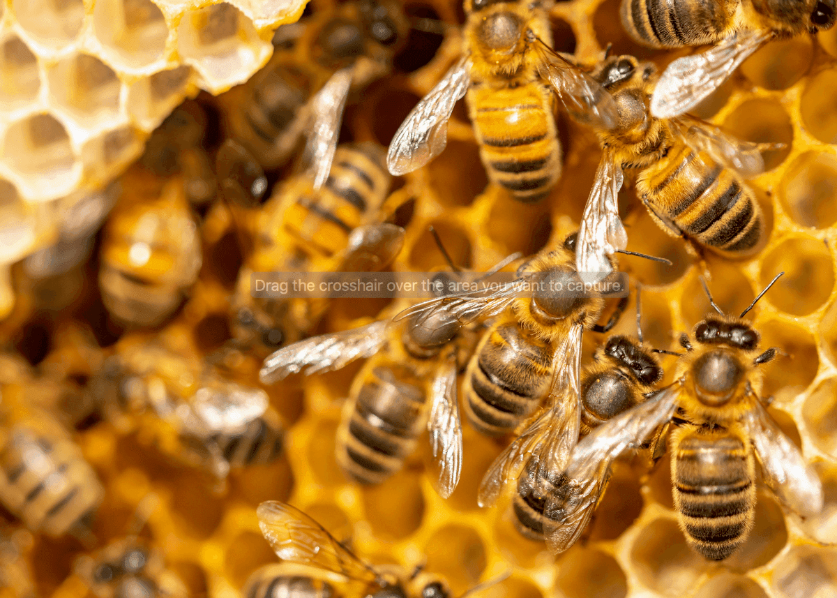 Honeybees on capped honeycomb