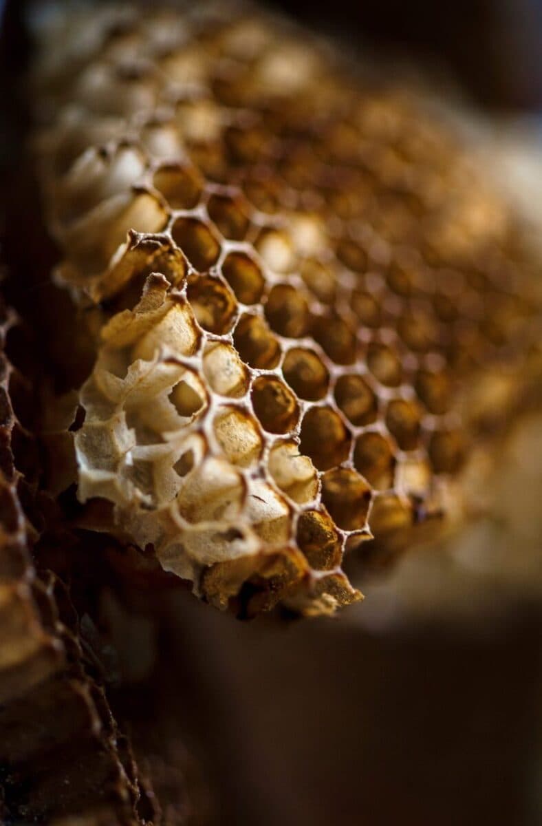 Natural honeycomb built inside a cavity