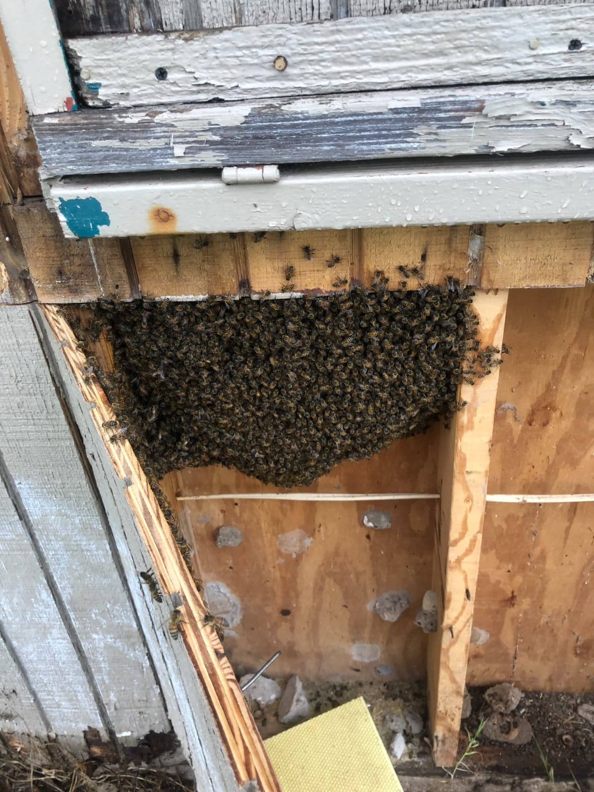 bee swarm in property