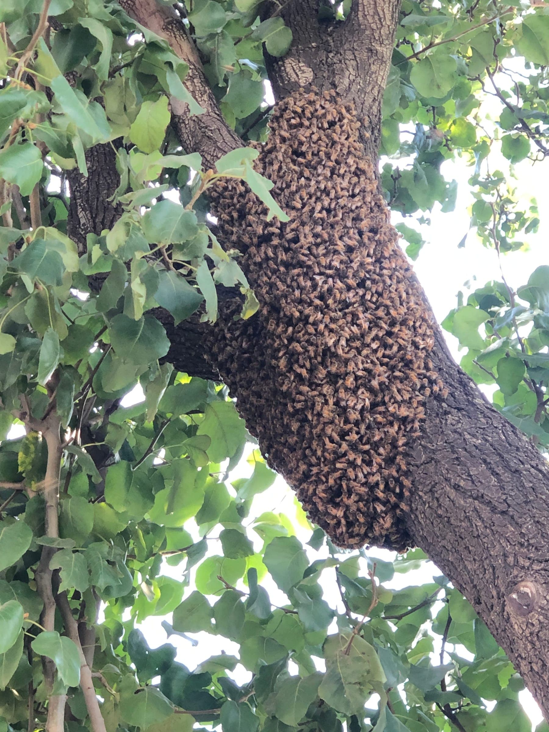 A large honeybee swarm gathered on a tree trunk