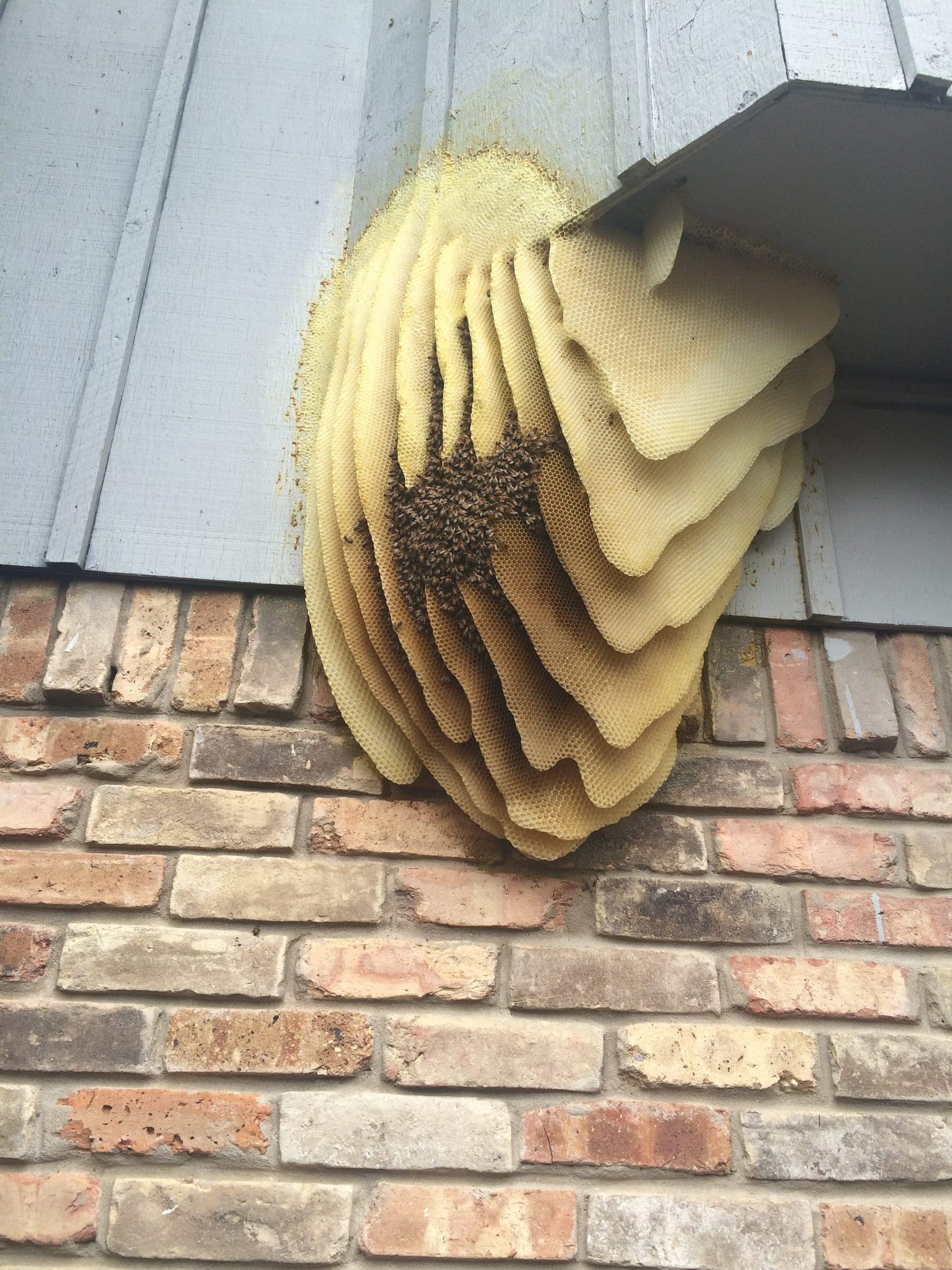 bee hive