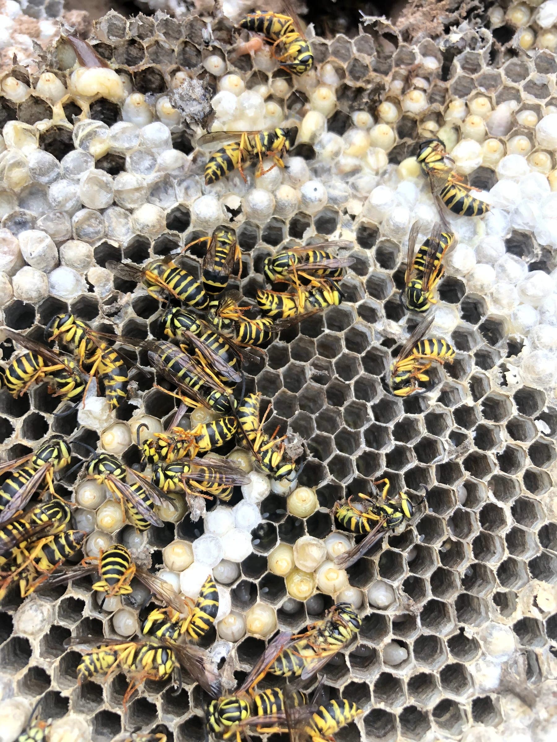 Yellow jackets crawling over an exposed nest comb