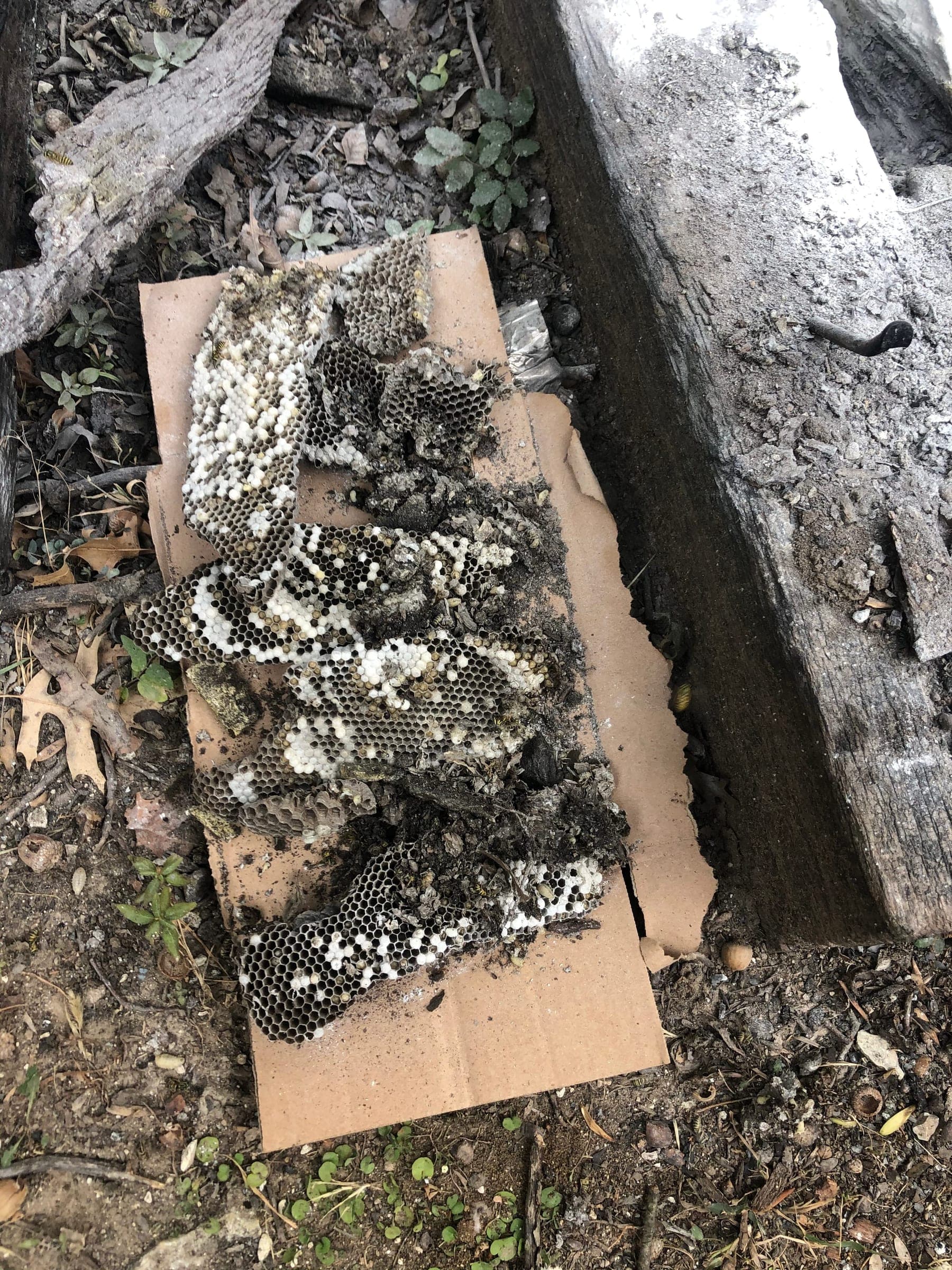 Comb cut out of a structure and laid out on a board