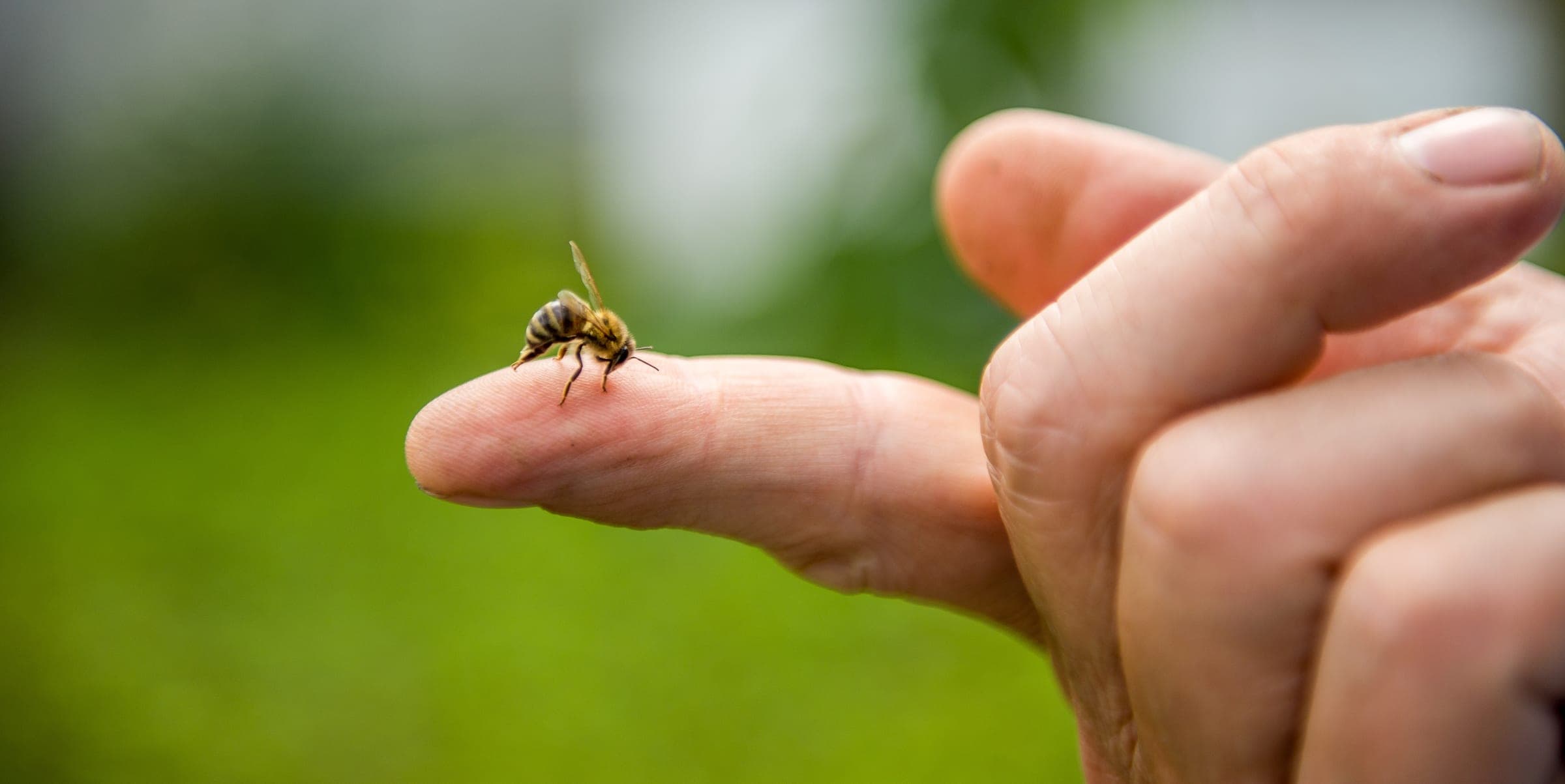 A bee resting on a fingertip