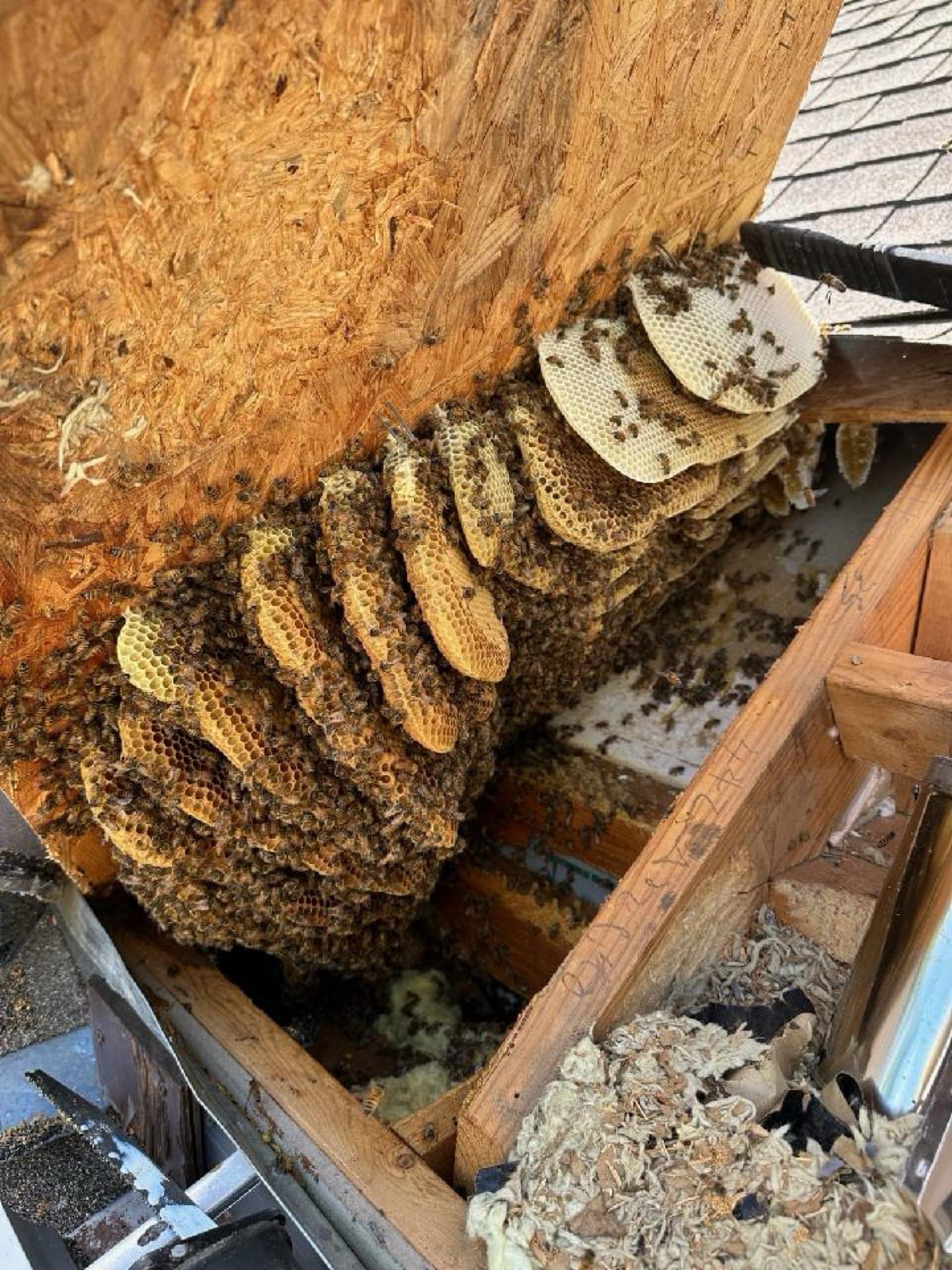 Comb exposed under an opened eave, with a hive box positioned below to receive it