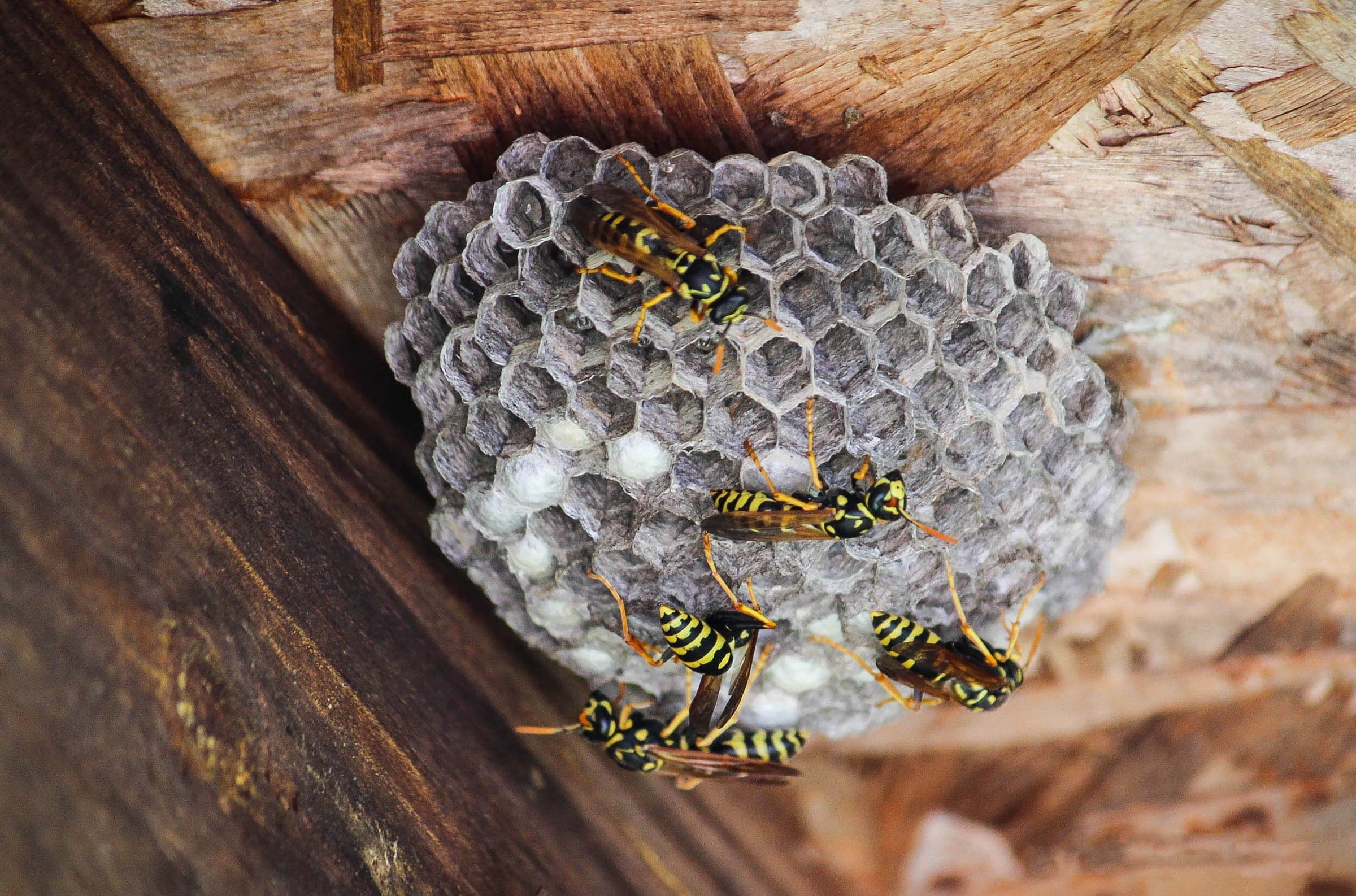 A paper wasp nest built under a wooden eave