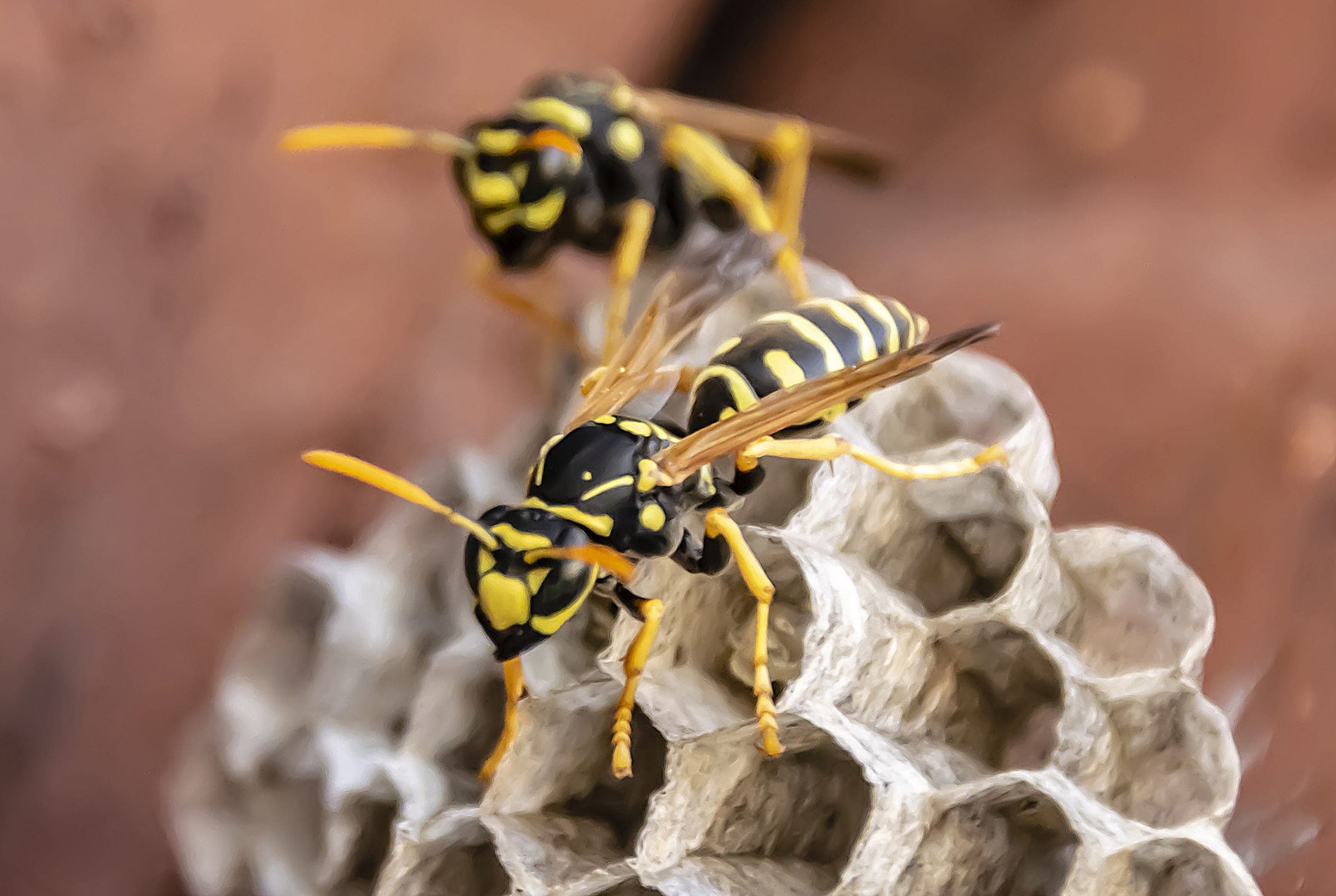 Wasps on an open paper nest