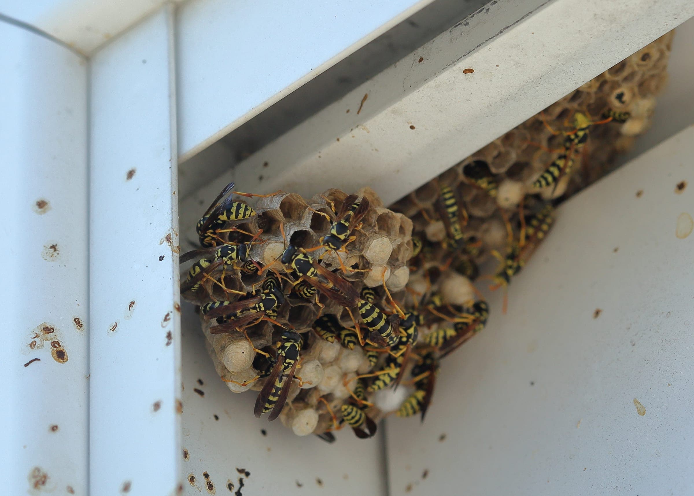 A wasp nest built into the corner of a white soffit