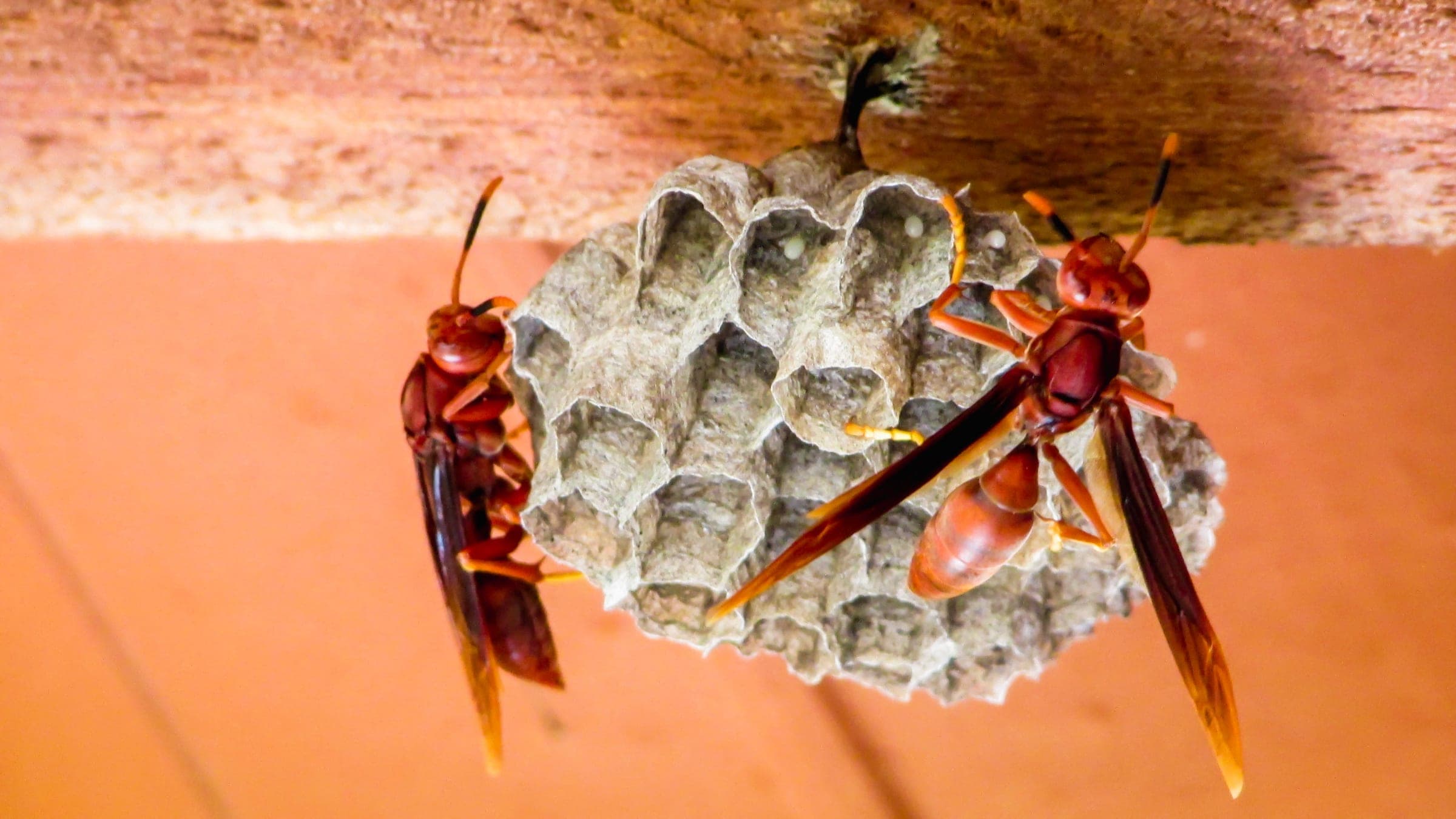 Paper wasps on a nest built under an eave