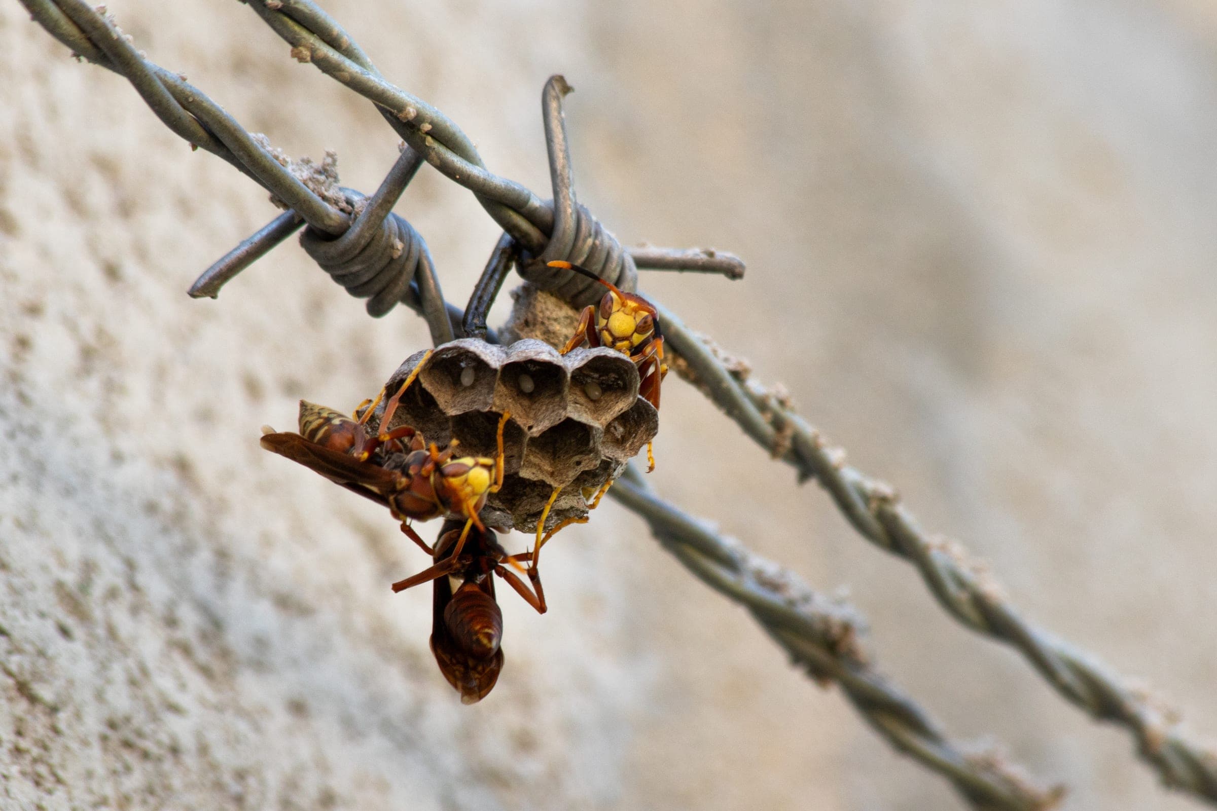 A wasp nest built on a wire fence
